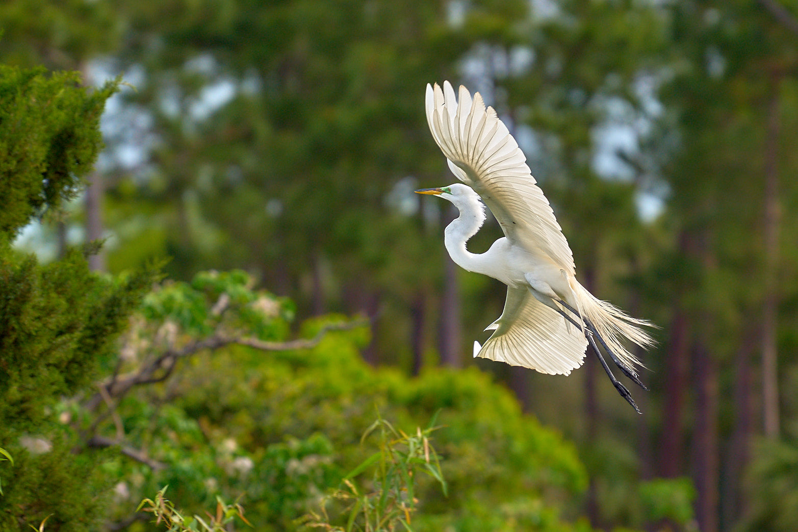 Fine art wildlife photography of egret in the South Carolina Lowcountry by Patrick J. Quigley