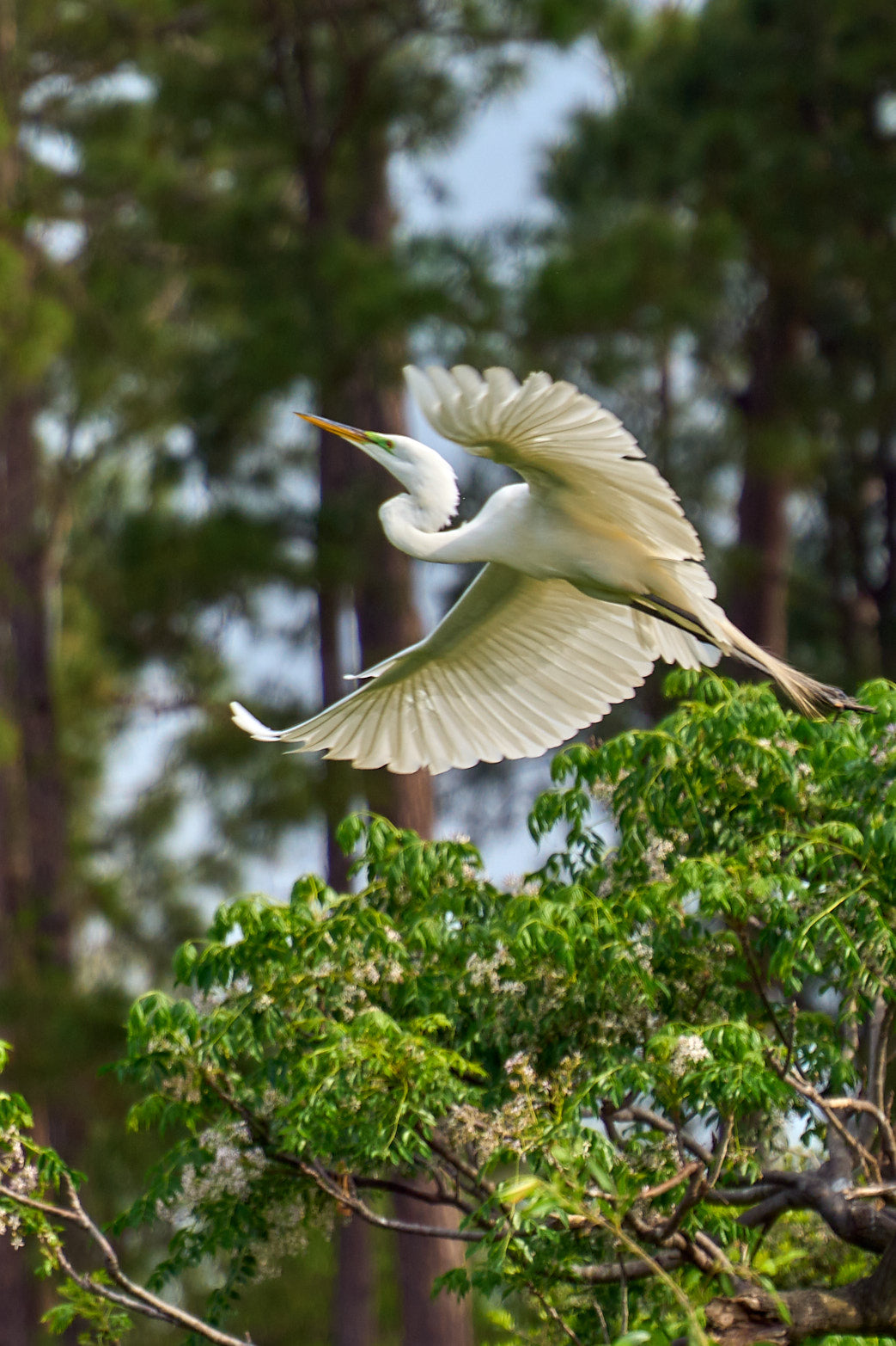 Fine art wildlife photography of egret in the South Carolina Lowcountry by Patrick J. Quigley