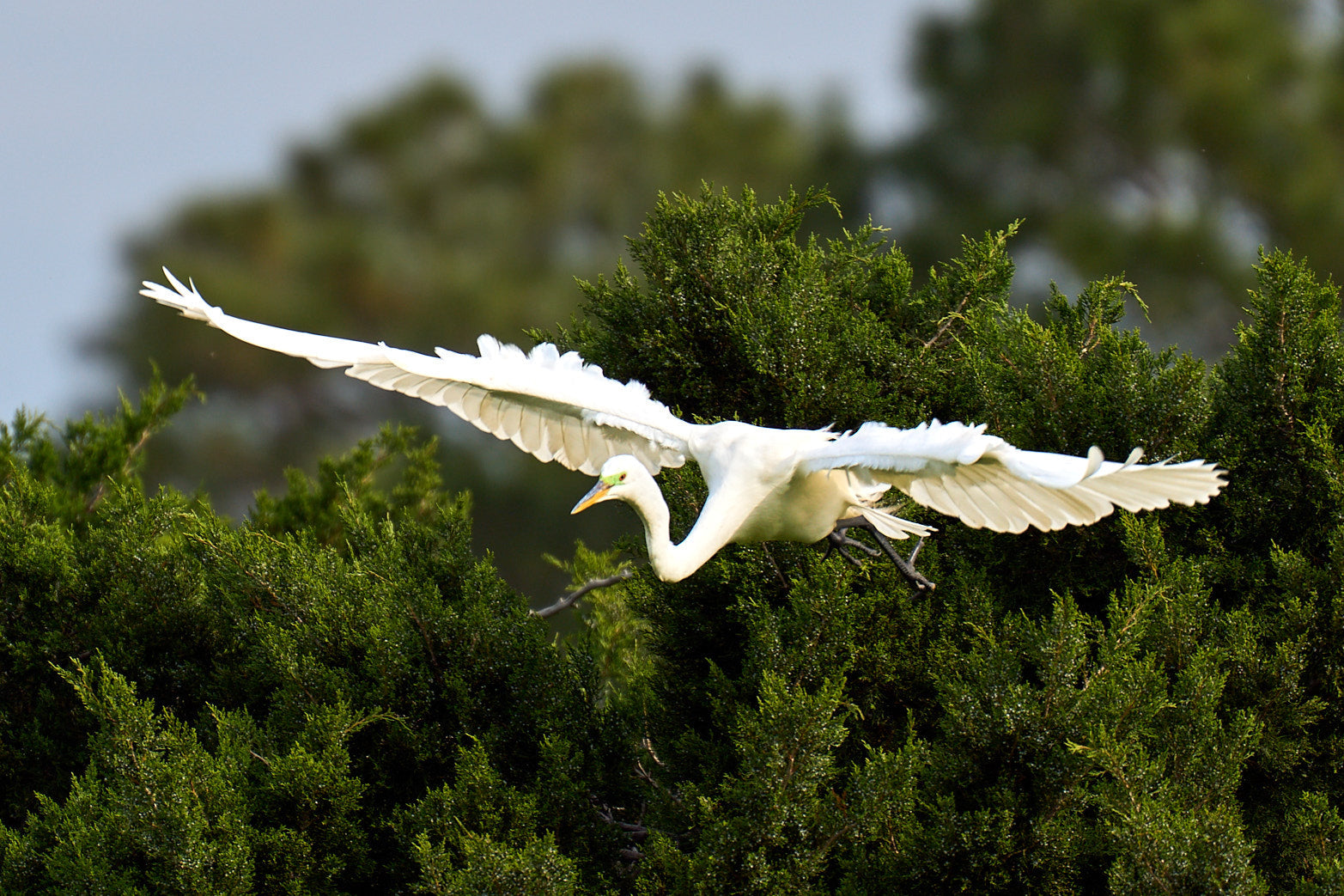 Fine art wildlife photography of egret in the South Carolina Lowcountry by Patrick J. Quigley