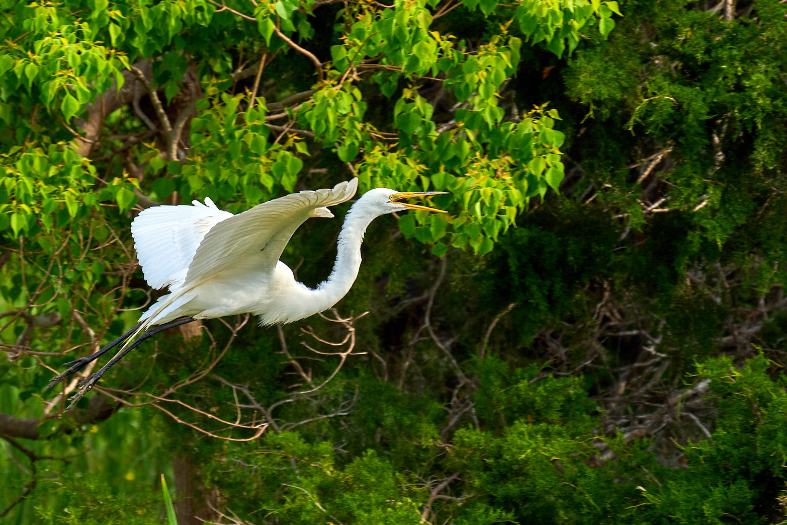 Fine art wildlife photography of egret in the South Carolina Lowcountry by Patrick J. Quigley