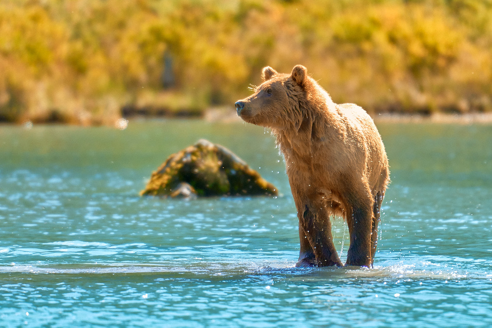 Fine art wildlife photography of bear by Patrick J. Quigley