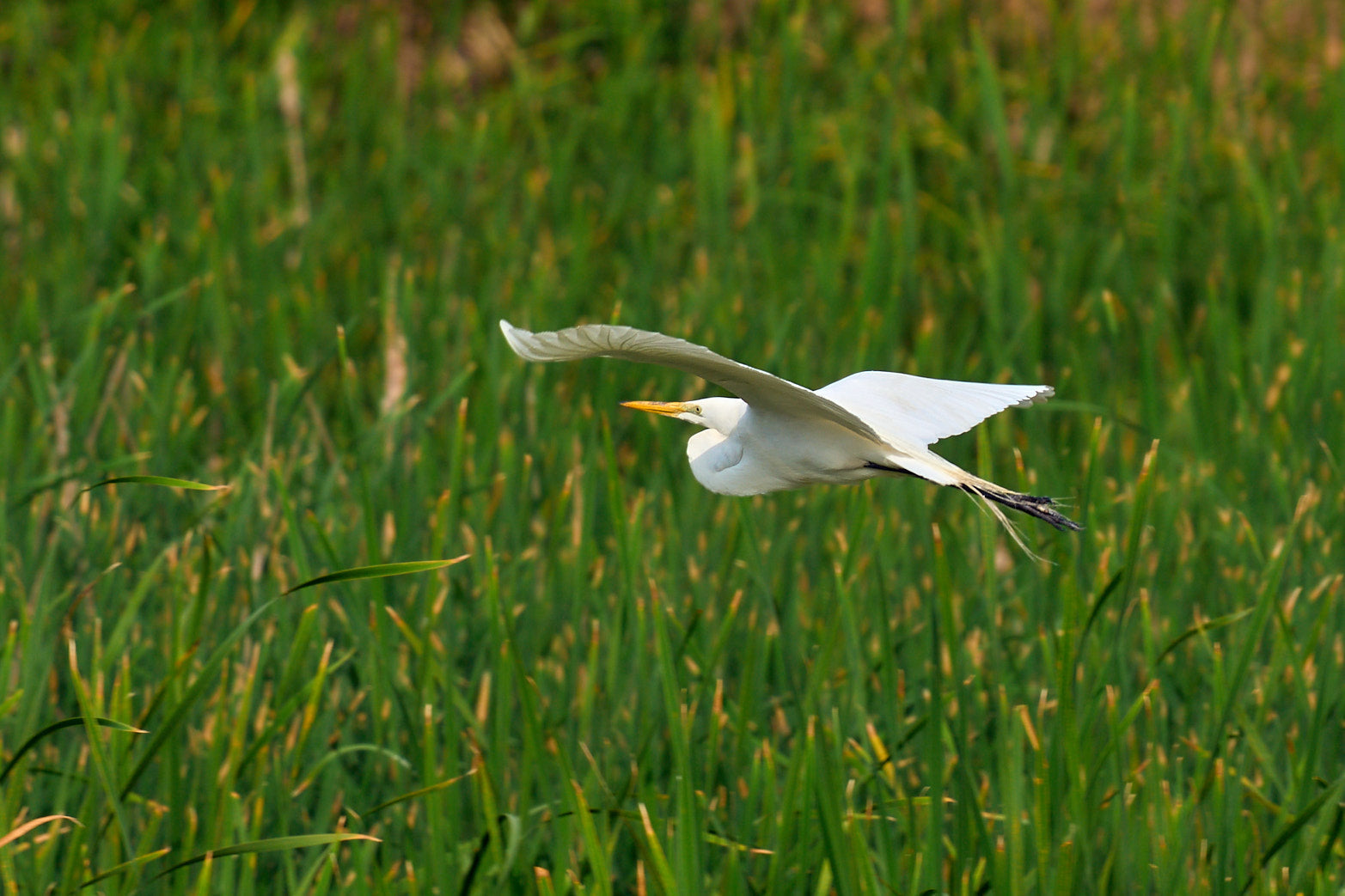 Fine art wildlife photography of egret in the South Carolina Lowcountry by Patrick J. Quigley