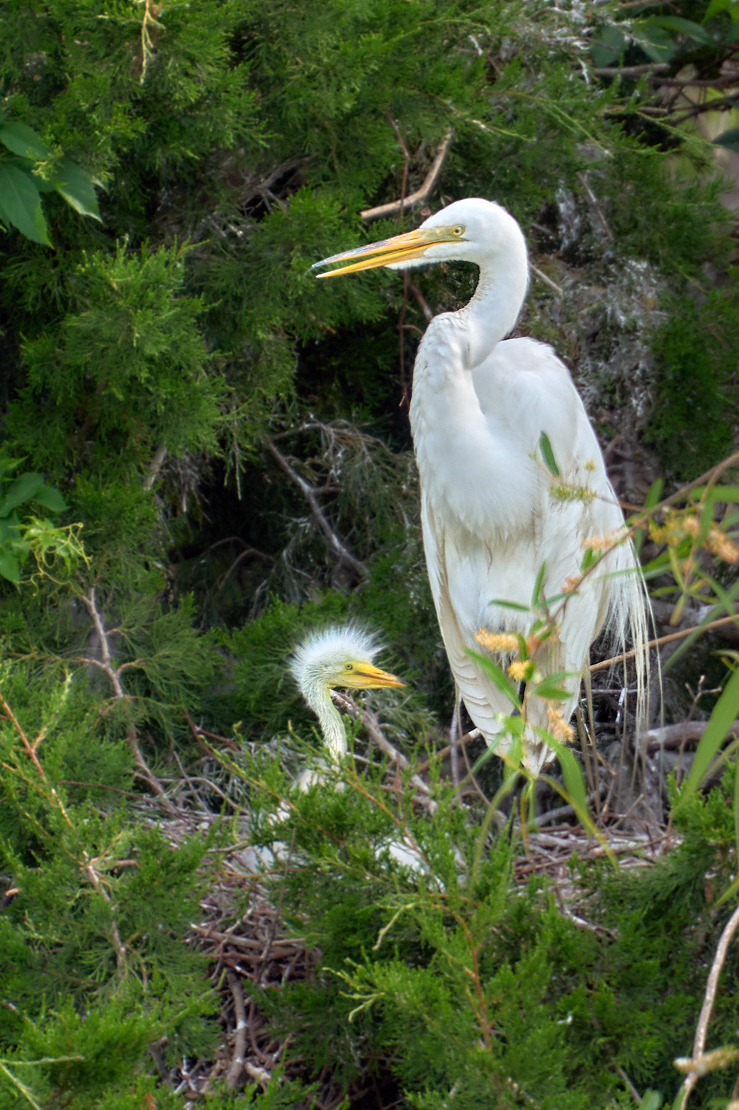 Fine art wildlife photography of egret in the South Carolina Lowcountry by Patrick J. Quigley