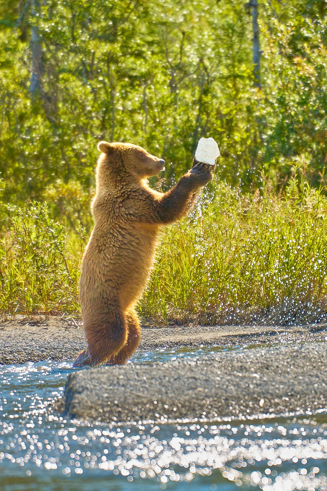 Fine art wildlife photography of bear by Patrick J. Quigley