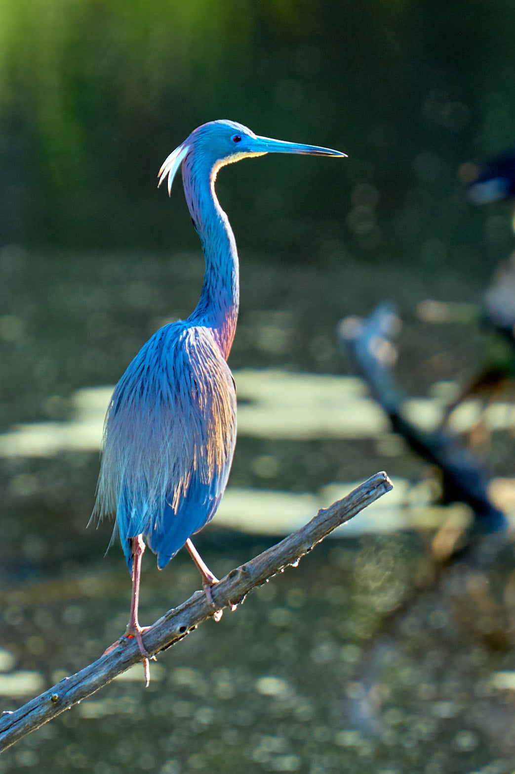 Fine art wildlife photography of heron in the South Carolina Lowcountry by Patrick J. Quigley