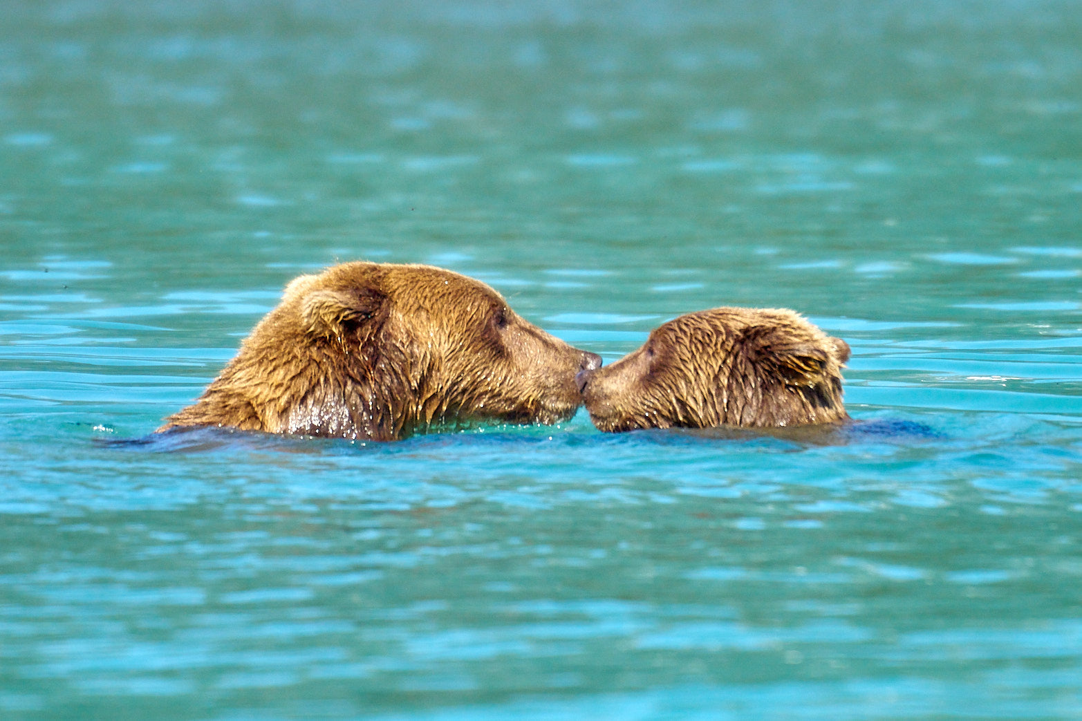 Fine art wildlife photography of nose to nose in Alaska by Patrick J. Quigley