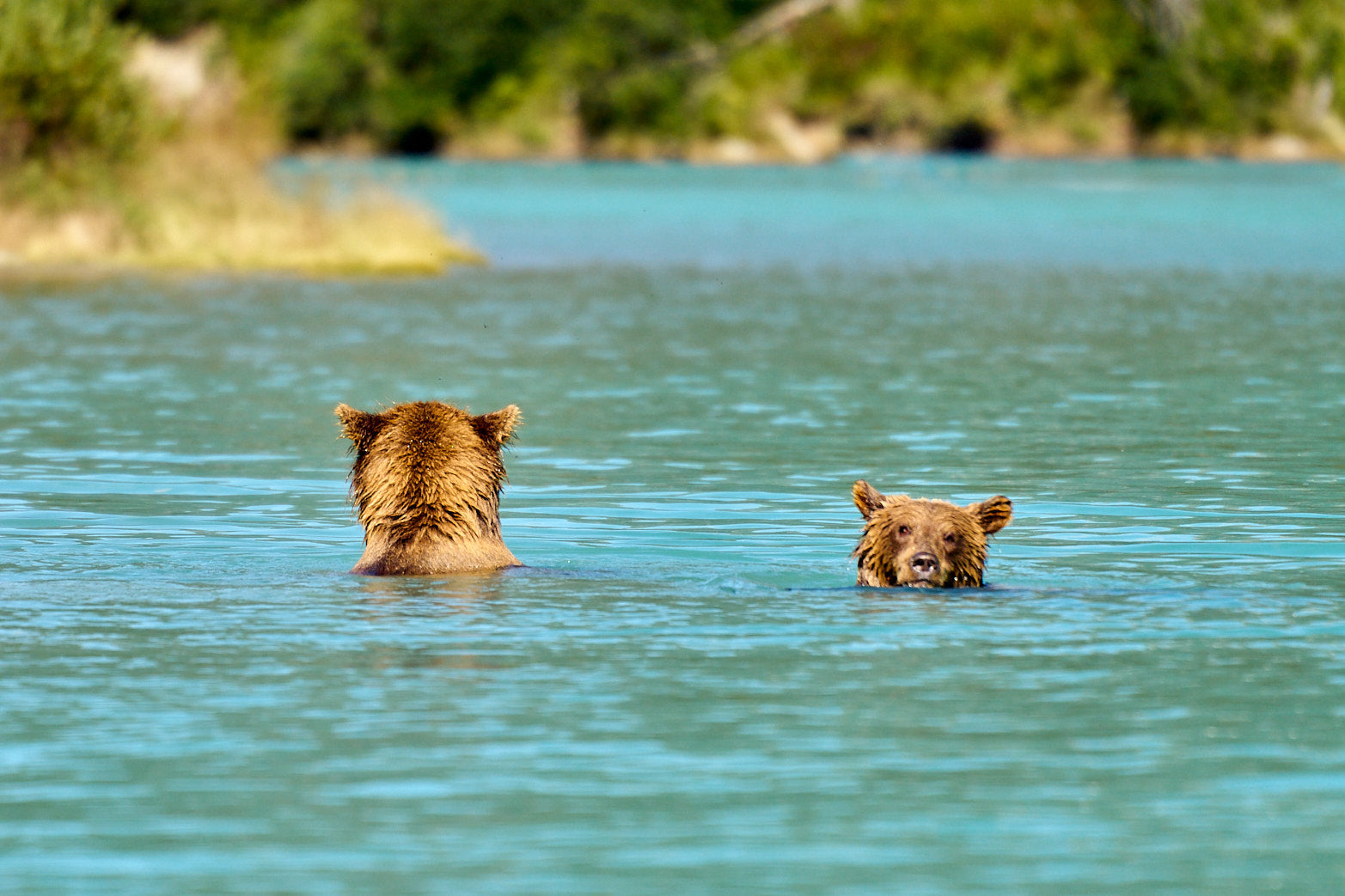 Fine art wildlife photography of bear by Patrick J. Quigley