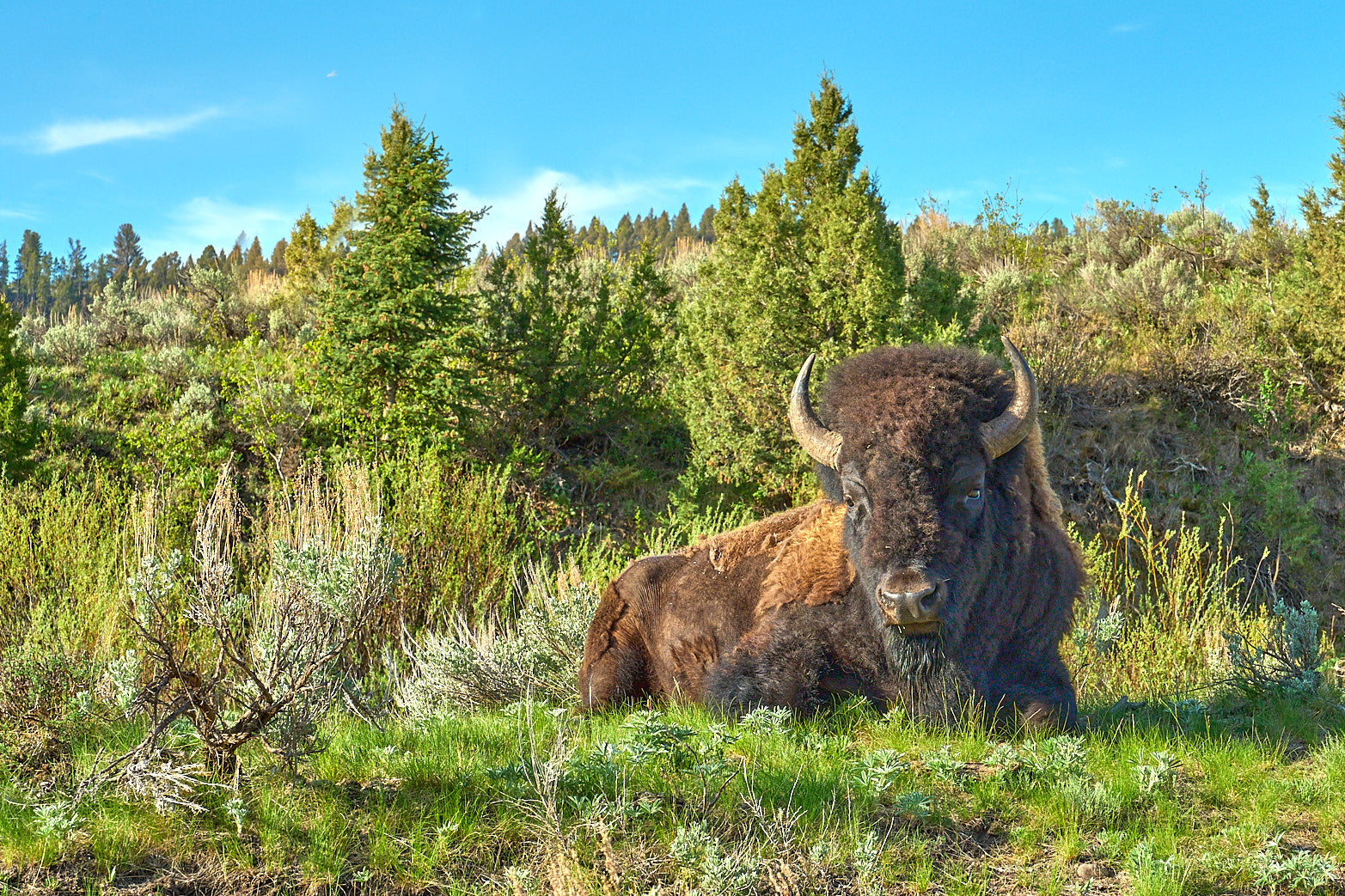 Fine art wildlife photography of bison in Yellowstone National Park by Patrick J. Quigley