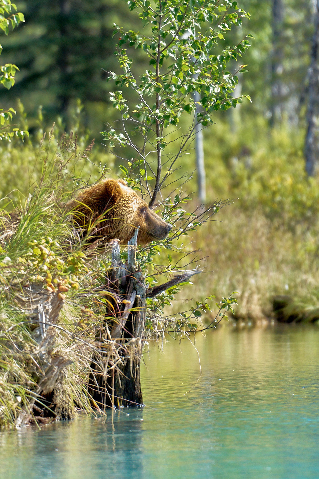 Fine art wildlife photography of bear by Patrick J. Quigley