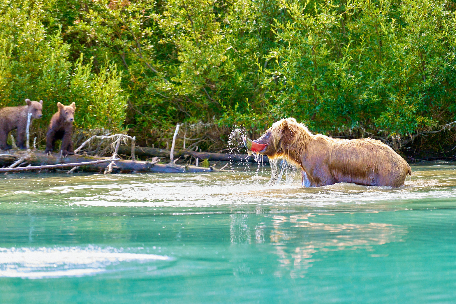 Fine art wildlife photography of bear by Patrick J. Quigley