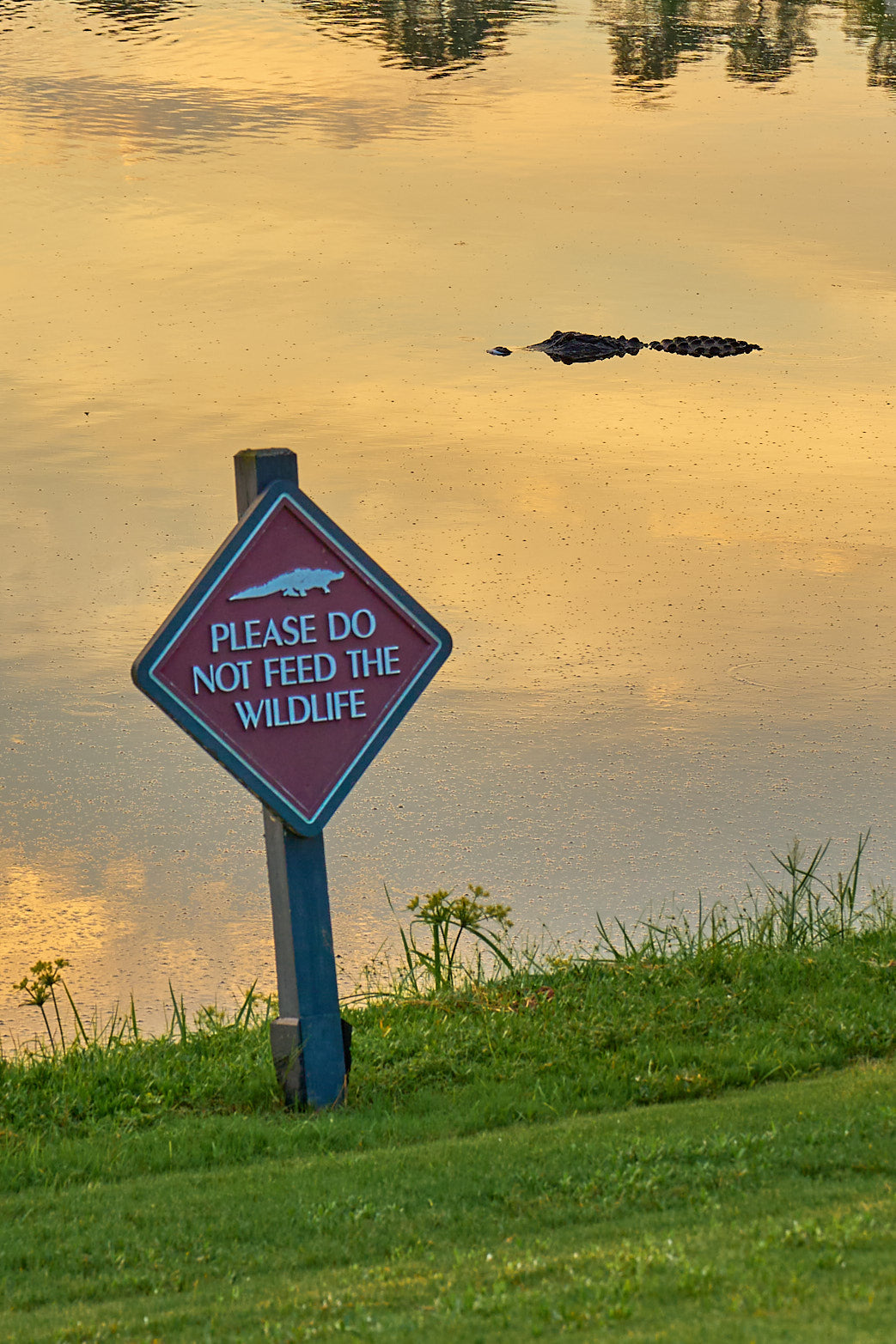 Fine art wildlife photography of alligator in the South Carolina Lowcountry by Patrick J. Quigley