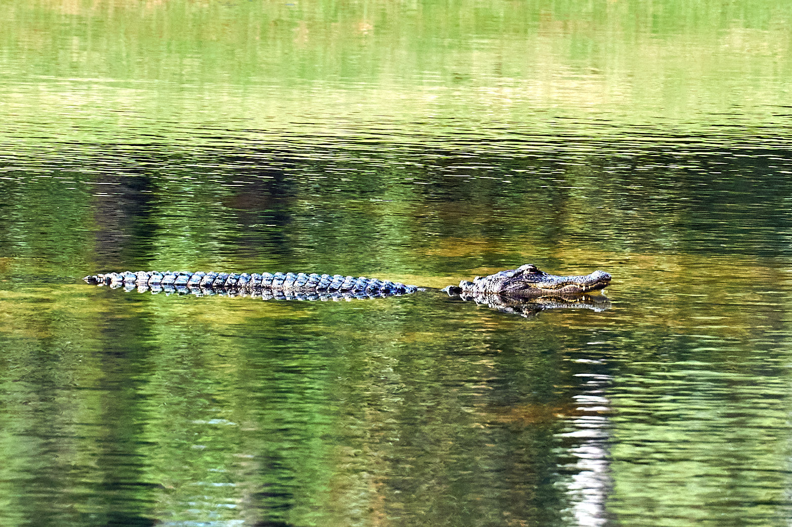 Fine art wildlife photography of alligator in the South Carolina Lowcountry by Patrick J. Quigley