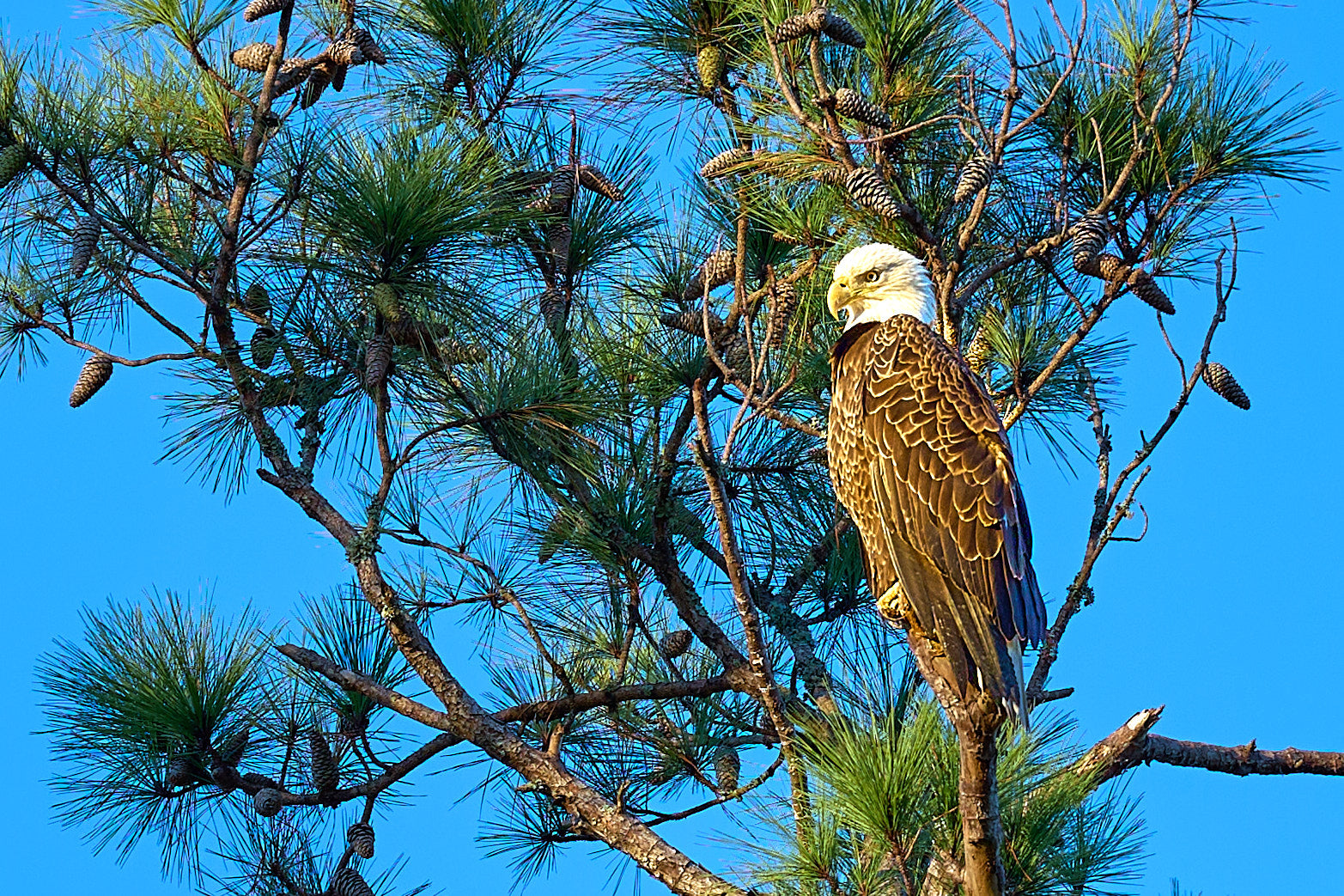 Fine art wildlife photography of eagle in the South Carolina Lowcountry by Patrick J. Quigley