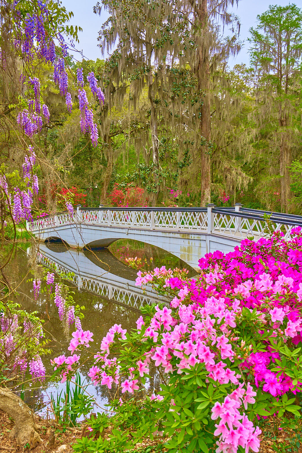 Fine art landscape photography of wisteria morning in the South Carolina Lowcountry by Patrick J. Quigley