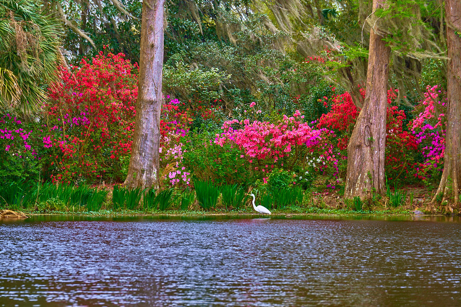 Fine art landscape photography of the sentinel in the South Carolina Lowcountry by Patrick J. Quigley