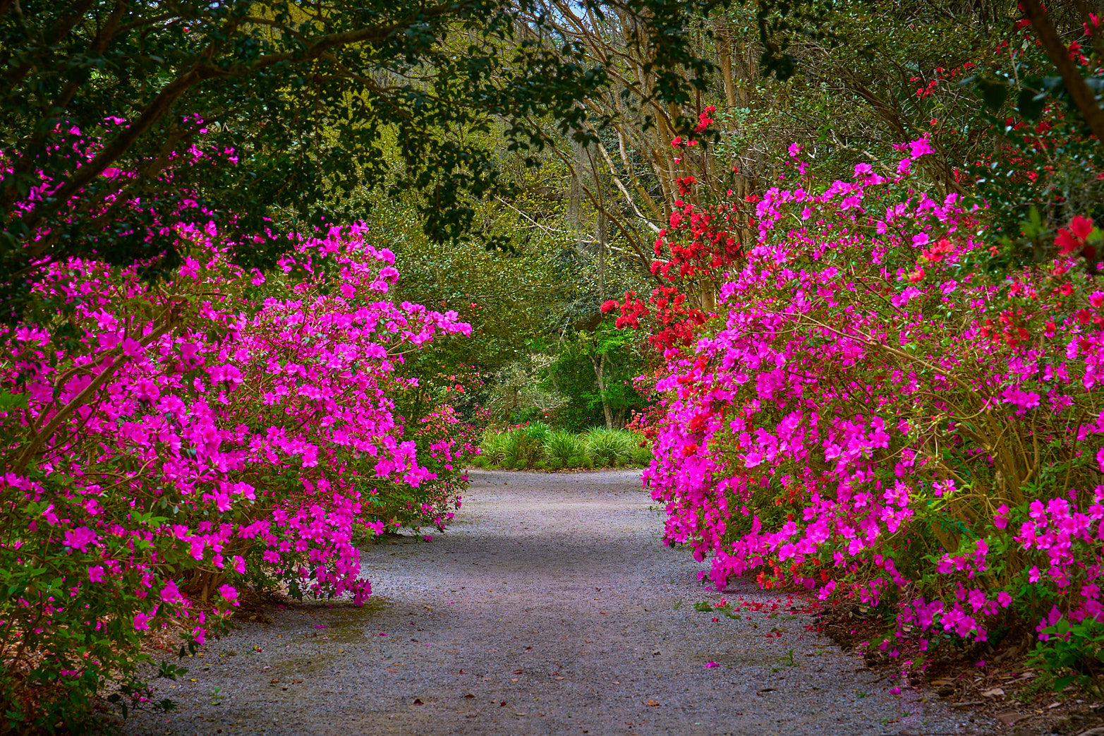 Fine art landscape photography of in full bloom by Patrick J. Quigley