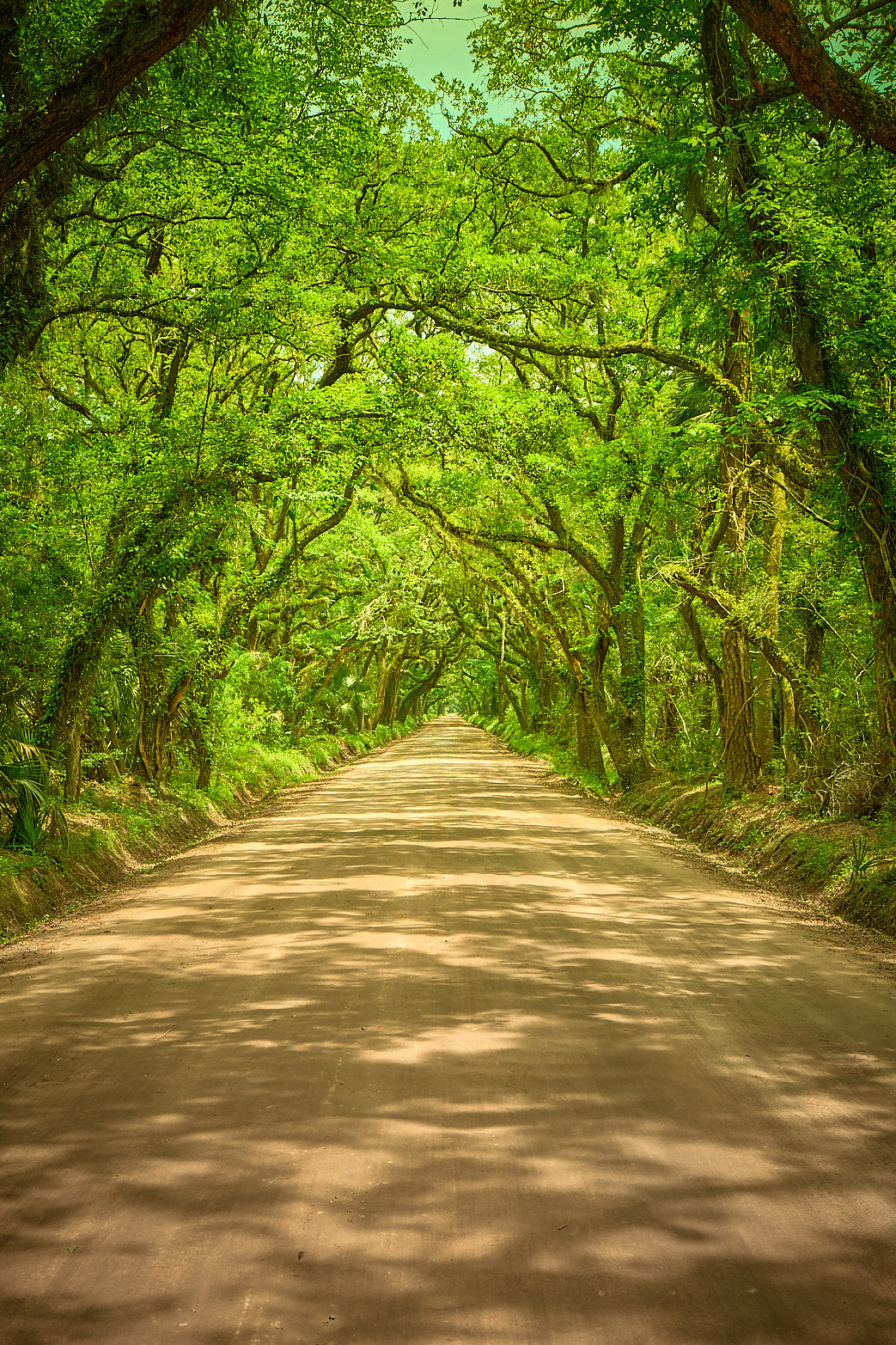 Fine art landscape photography of tunnel vision 2 in the South Carolina Lowcountry by Patrick J. Quigley