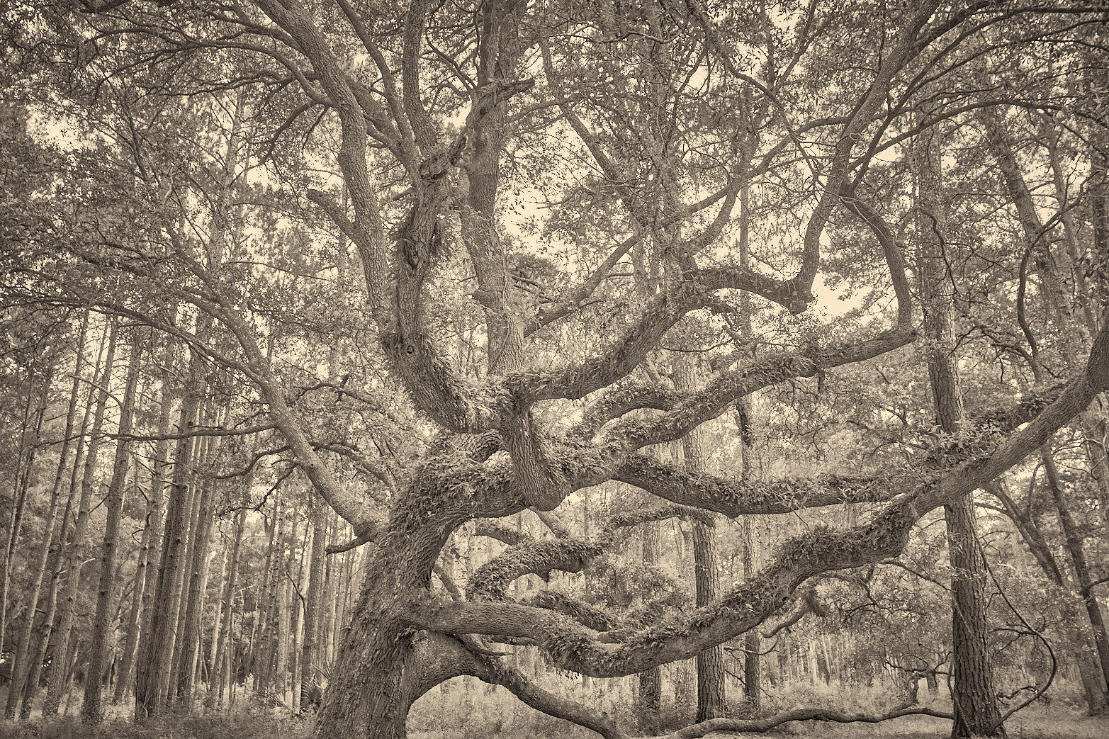 Fine art landscape photography of twisted in the South Carolina Lowcountry by Patrick J. Quigley