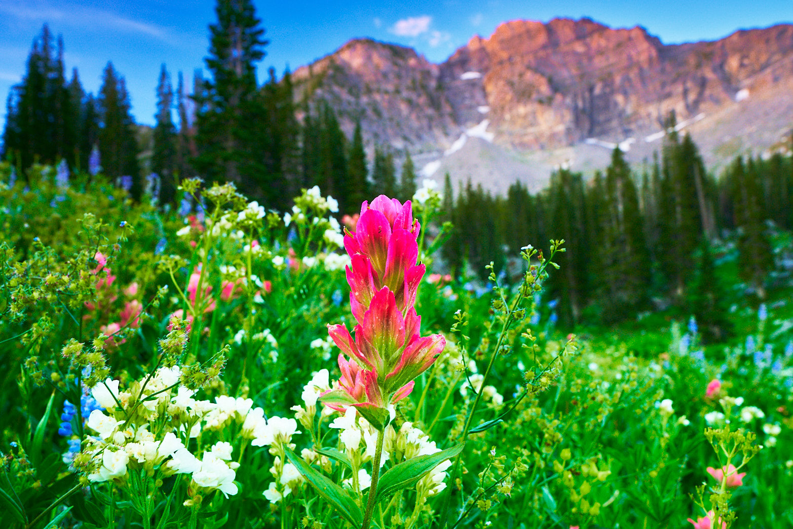 Fine art landscape photography of close-up in the high country by Patrick J. Quigley