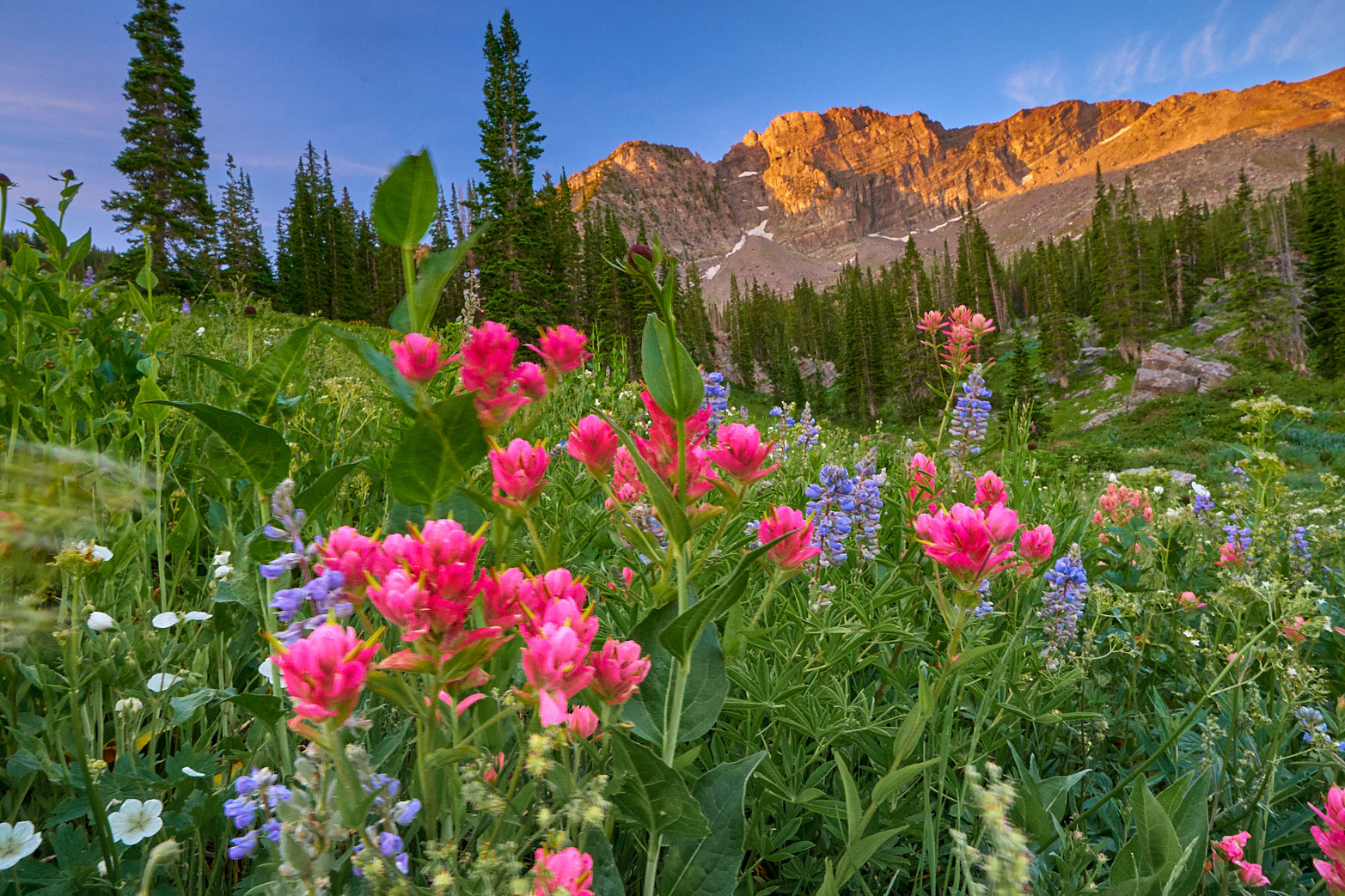Fine art landscape photography of painted in bloom in the high country by Patrick J. Quigley