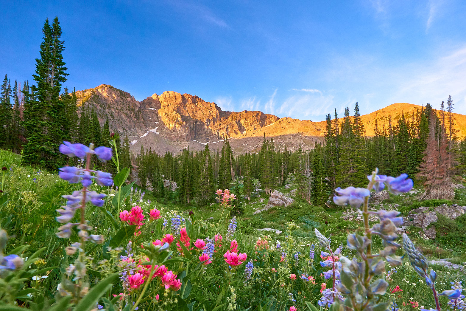 Fine art landscape photography of alpine bloom in the high country by Patrick J. Quigley