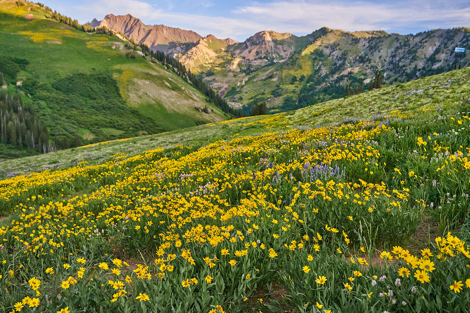 Fine art landscape photography of valley in bloom in the high country by Patrick J. Quigley