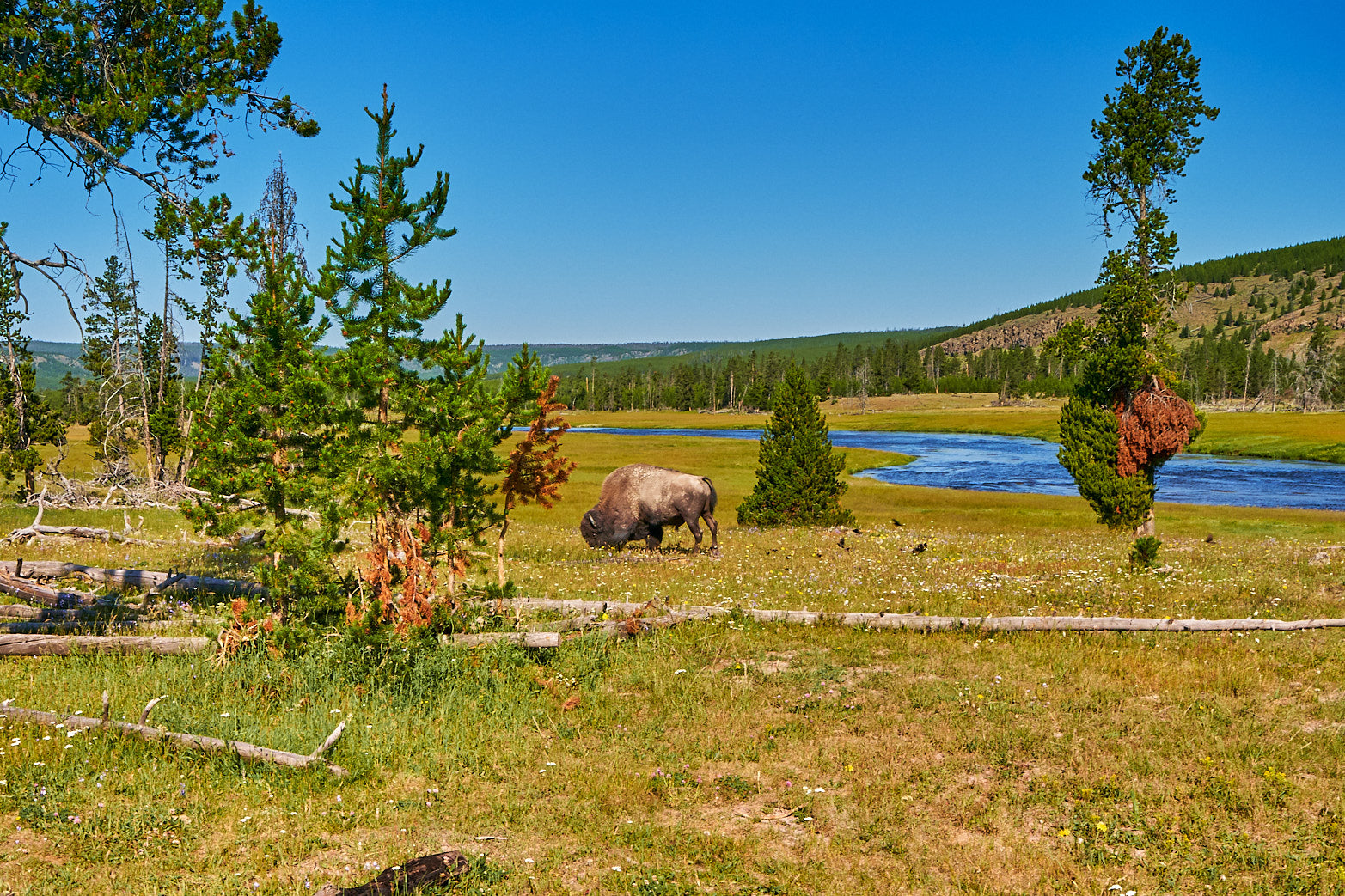 Fine art wildlife photography of bison in Yellowstone National Park by Patrick J. Quigley