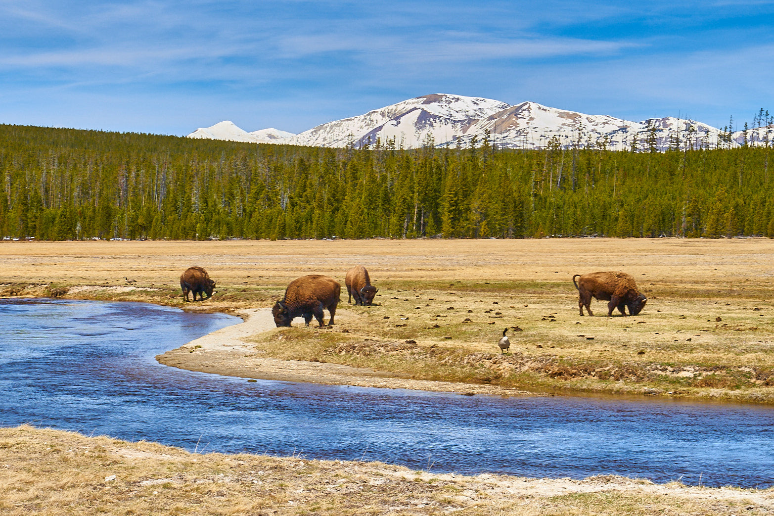 Fine art wildlife photography of bison in Yellowstone National Park by Patrick J. Quigley